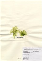 藏品(牡丹菜)的圖片